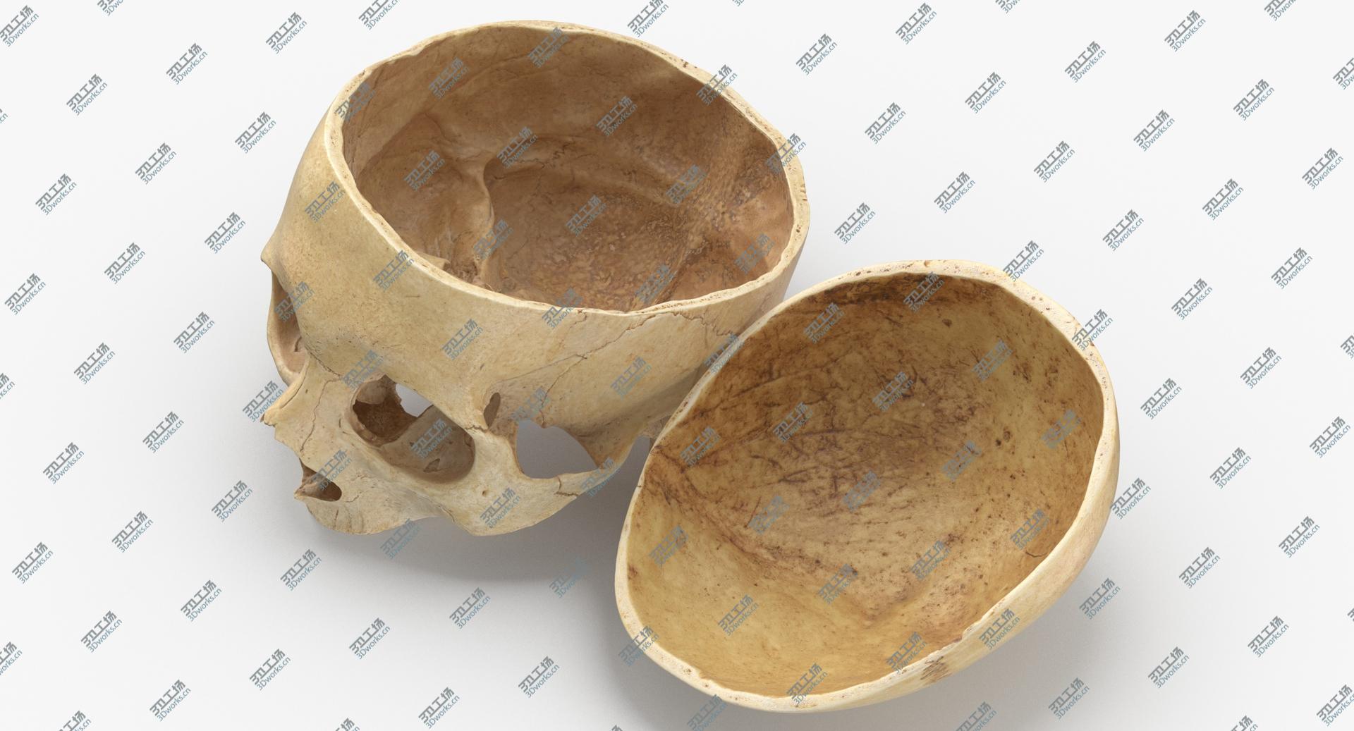 images/goods_img/202104091/3D Real Human Skull Cranial 02 Cut With Piece Pose 03/4.jpg